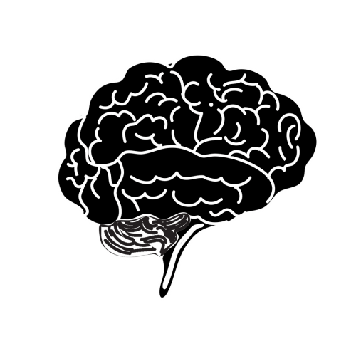 brain (2)